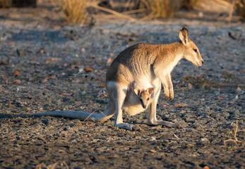 Agile wallaby with joey in her pouch.