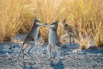 Agile wallabies fighting near a lagoon in far north Queensland,Australia.