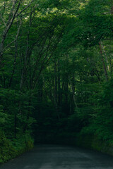 Fototapeta premium 森と道