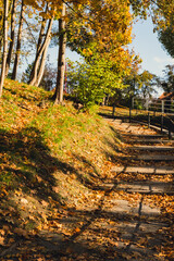 Colorful falling autumn leaves. View through the autumn foliage in park forest. Golden tree leaves. Beautiful tree with yellow leaves in autumn forest. Path littered with autumn leaves. Nature fall