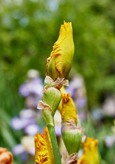 Close up of a Calizona Gold Iris Flower Bud