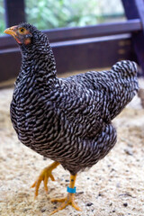 Dominique Chicken
