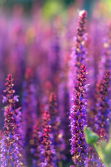 Piękne kwiaty wrzosu i lawendy skąpane w porannym słońcu