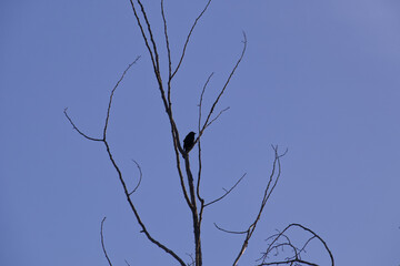 Red-Winged Blackbird on a Branch