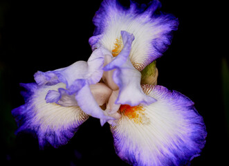 Close up of a White and Purple Iris Flower