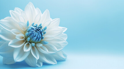 Obraz premium blue wallpaper with flower 4k
