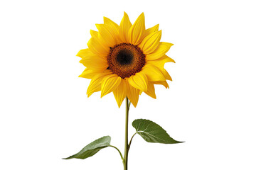 A sunflower bloom is alone on a plain transparent background.