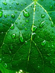 Close up of green leaf with water droplets