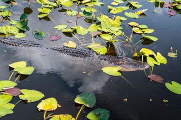 Alligator with water lilies in the pond