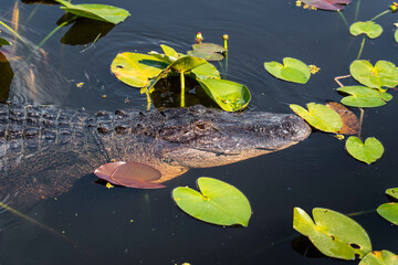 Big alligator head out the water