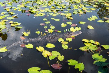 Alligator in the Florida everglades