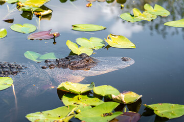 Alligator head out of the water