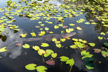 Alligator in the everglades