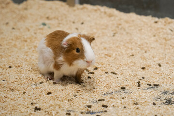a photograph of an animal guinea pig