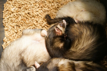 a picture of an animal ferret photo