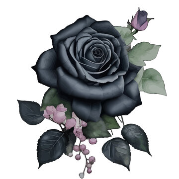 Black Rose Watercolor Clipart