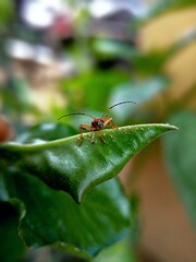 ant on leaf