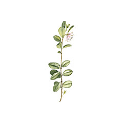 watercolor drawing flowering plant of lingonberry,Vaccinium vitis-idaea isolated at white background, natural element, hand drawn botanical illustration