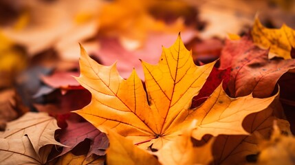 autumn colorful maple leaves background