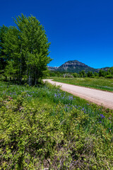 Purple Columbines in a Field in Williams Creek Wilderness Area in Colorado