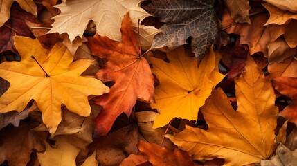 Naklejka na ściany i meble autumn colorful maple leaves background