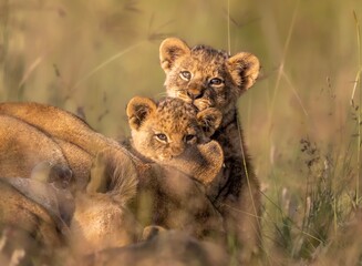 lioness and cubs