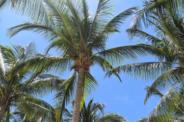Fototapeta na wymiar Palm trees with coconuts on blue sky (Merida, Yucatan, Mexico)