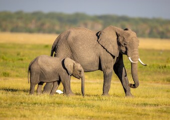 elephants in the savannah © shashi