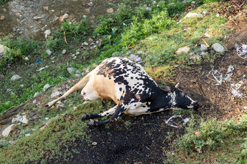 A dead cow laying on the riverbank. Top view