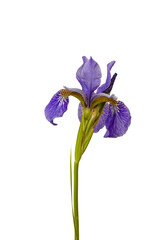 iris flower isolated on white background
