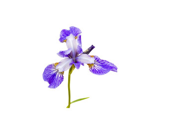 iris flower isolated on white background