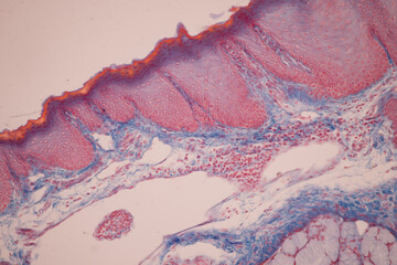 Fototapeta premium Showing Light micrograph of the Thyroid gland and Thymus gland human Child under the microscope for education in the laboratory.