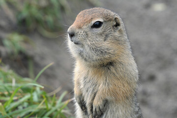 Naklejka na ściany i meble Arctic ground squirrel, carefully looking around so as not to fall into jaws of predatory beasts