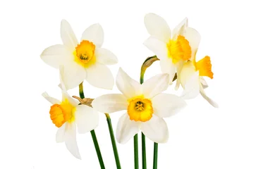 Schilderijen op glas Beautiful Spring Flowers Narcissus on White Background © Andrei