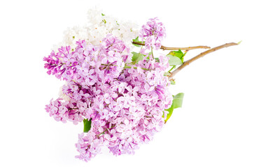 Beautiful fresh lilac flowers isolated on white background