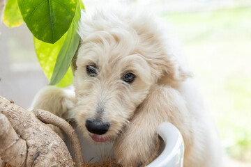 植木に顔を埋める犬　dog burying face in plant