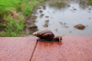 The snail Crawling slowly on wooden floor in natural tropical garden and rainforest
