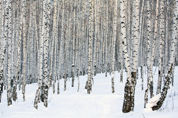 Winter birch forest, january