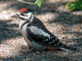 Lesser spotted woodpecker sitting on a ground