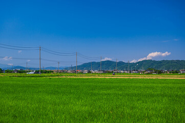 夏の安曇野の田園風景