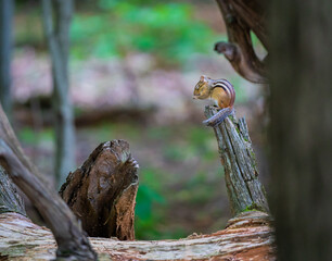 Chipmunk having a meal 