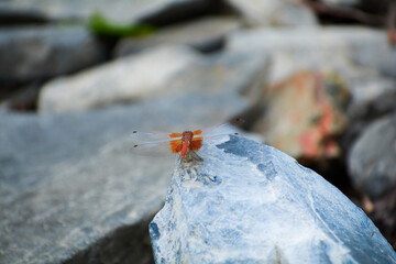 dragonfly on a stone