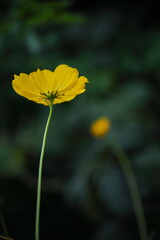 Obraz premium キバナコスモス