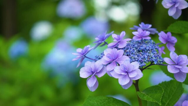 close up a hydrangea swaying in the breeze. Rainy season in Japan. Focus moves from front to back