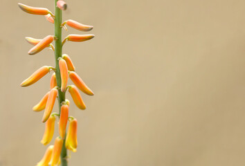 Close up aloe vera flowers on brown background