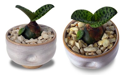 miniature bonsai in a pot