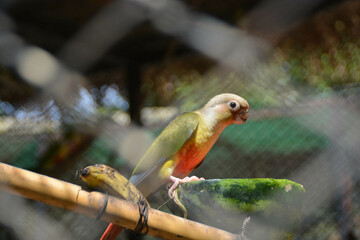 A parrot in cages at zoos. Chai Nat Bird Park.