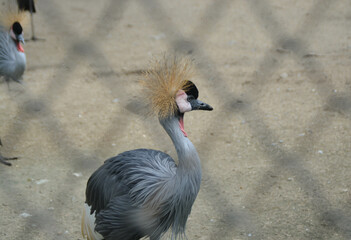 Grey crowned crane in cages at zoos. Chai Nat Bird Park.