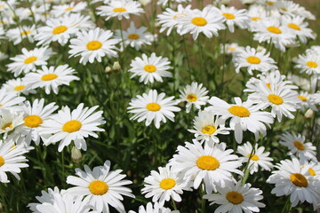 Fototapeta premium Full bloom Shasta daisies in mid summer