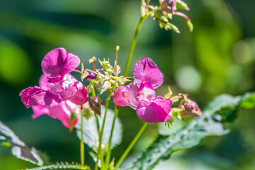 Flowers of touchy glandular close-up. Impatiens glandulifera.